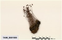 藏品(葫蘆苔)的圖片